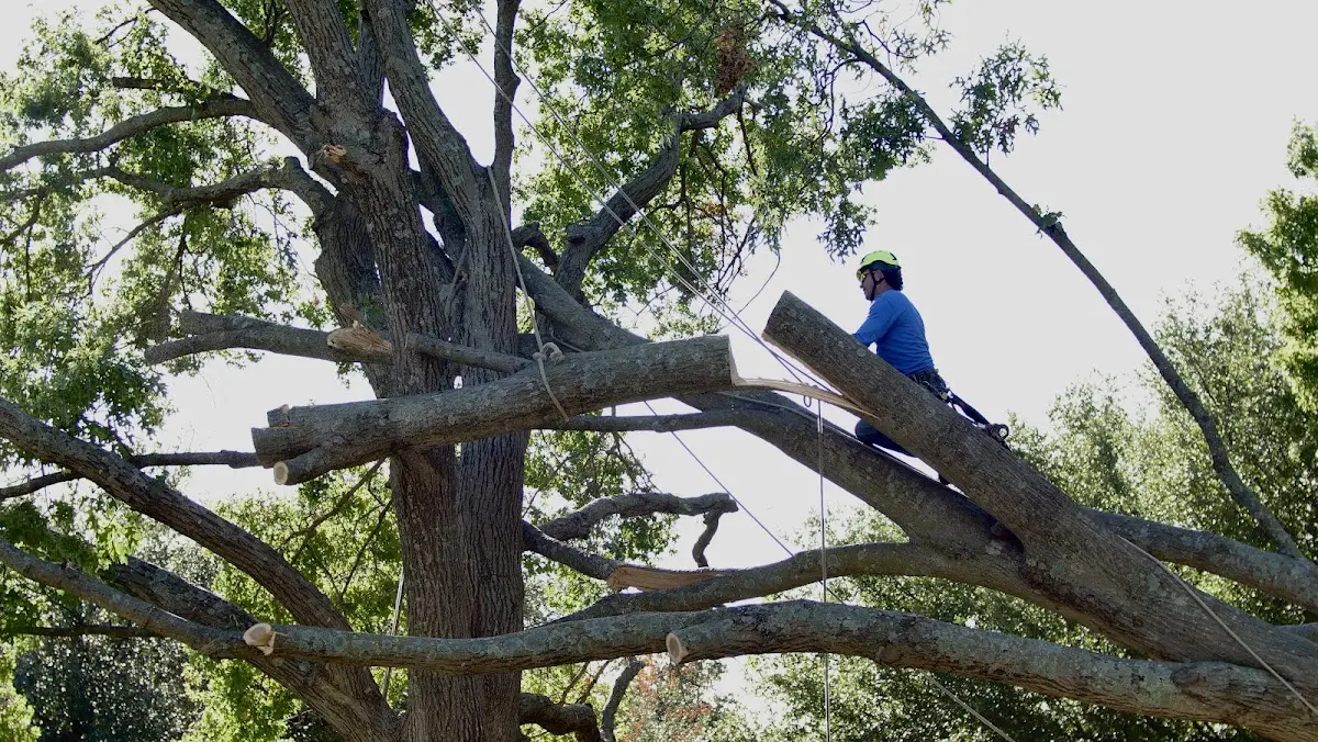 Professional Hazardous Tree Removal performed by certified arborists in Newtown